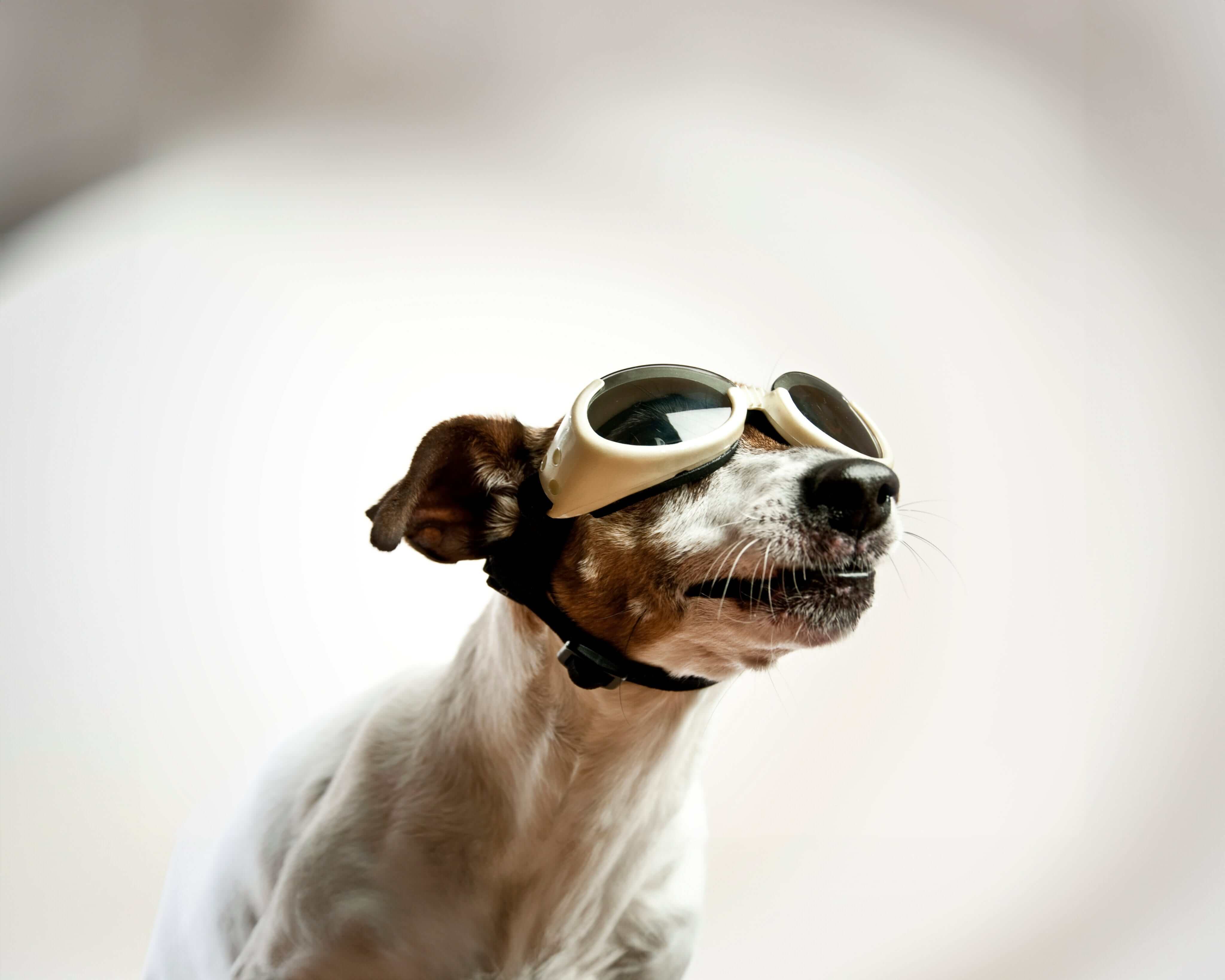 Dog wearing sunglasses
