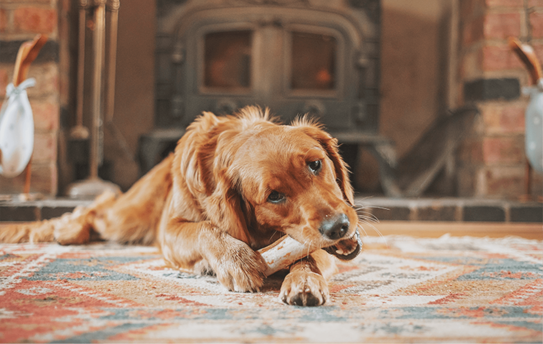 A dog chewing on a bone